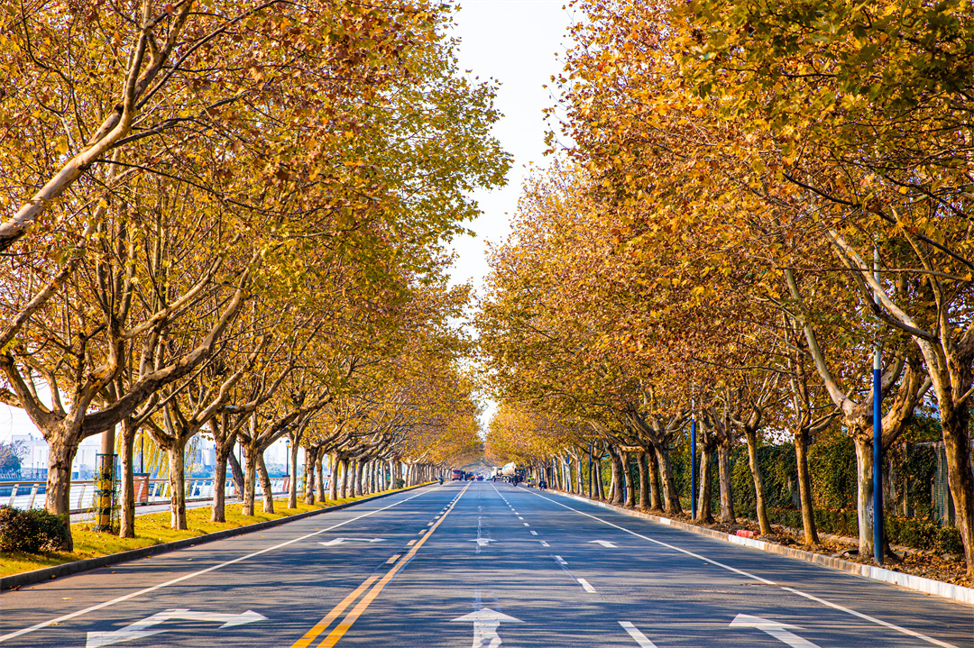 “最美梧桐路”延陵东路