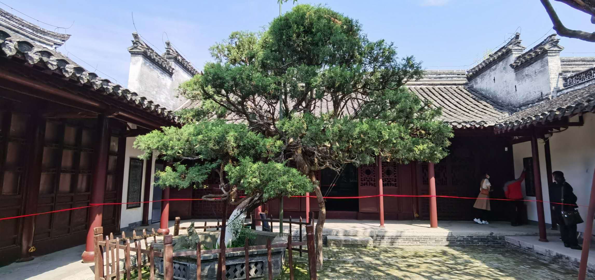 六朝松。马志刚 摄
