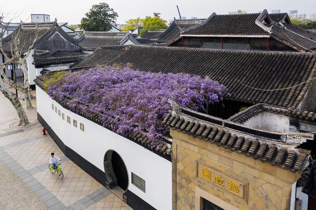 忠王府内紫藤花开
