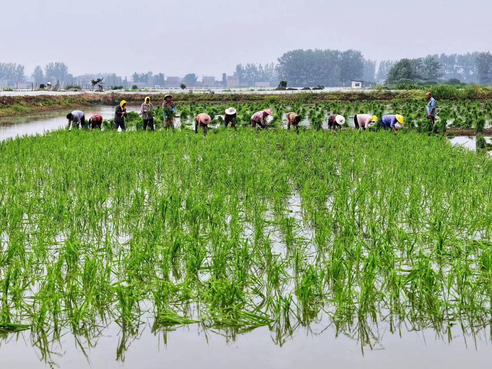 https://region-jiangsu-resource.xuexi.cn/image/1006/process/9c341428f95647fa8349f049de129117.jpg
