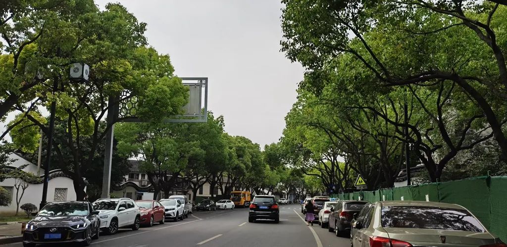 中街路北段也是一片郁郁葱葱