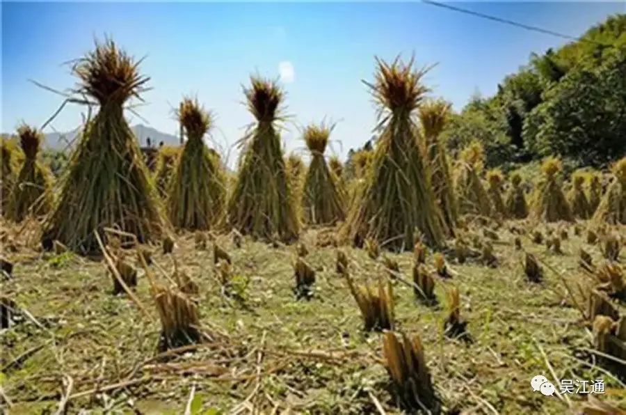灶头的主要燃料稻草